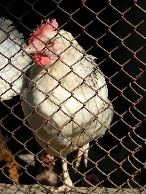 艺术的结合 艺术的结合